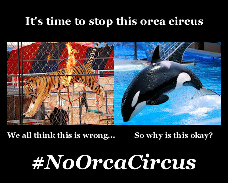 Say NO to the orca circus