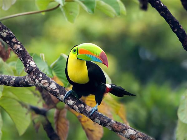 Costa Rica wildlife holiday