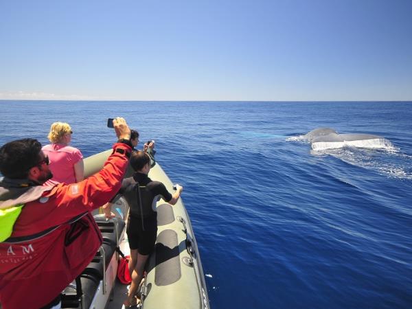 Blue whale watching in the Azores, Pico Island